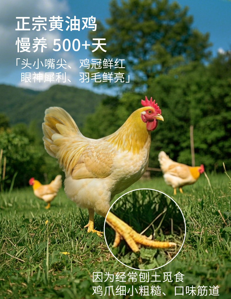 老母鸡（黄袋）详情-1_03.jpg