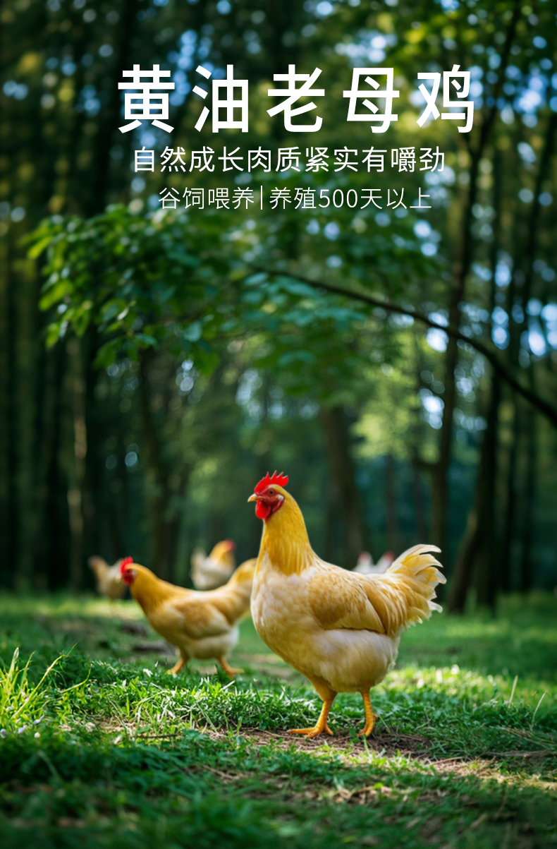 老母鸡（黄袋）详情-1_01.jpg
