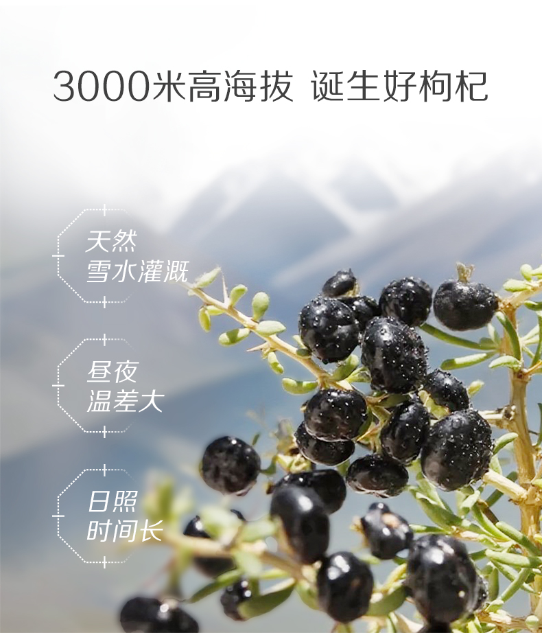 300黑枸杞_07.jpg