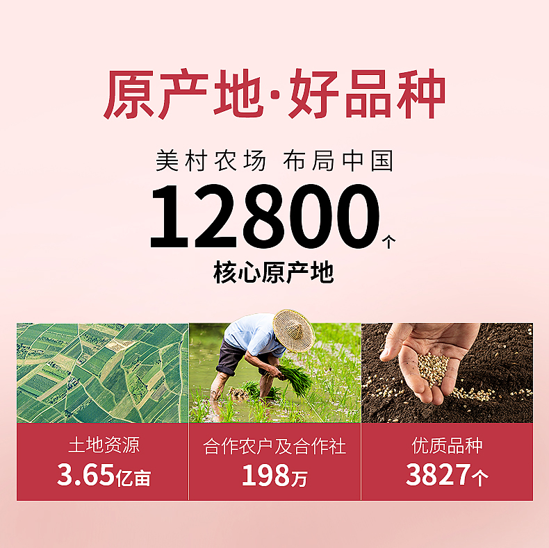 红豆详情_01.jpg
