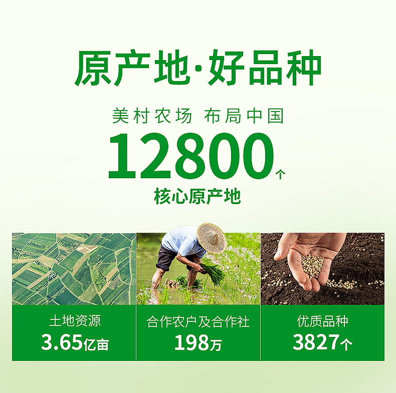 绿豆详情_01.jpg
